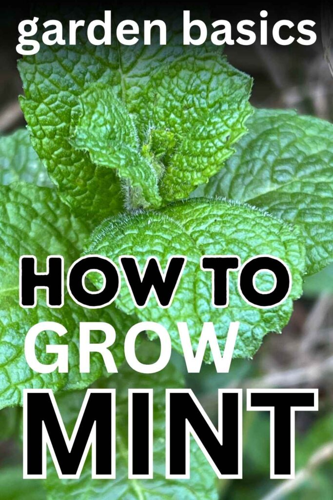 photo of mint leaves with text overlay that reads: how to grow mint