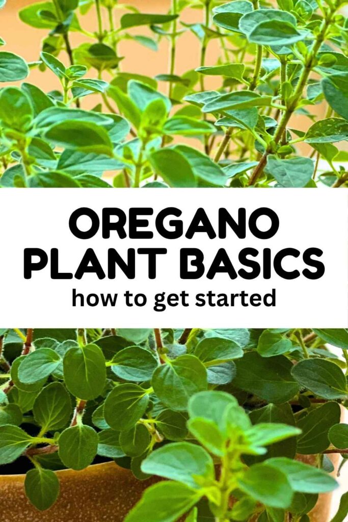 photo of oregano leaves with text overlay that reads: Oregano Plant Basics