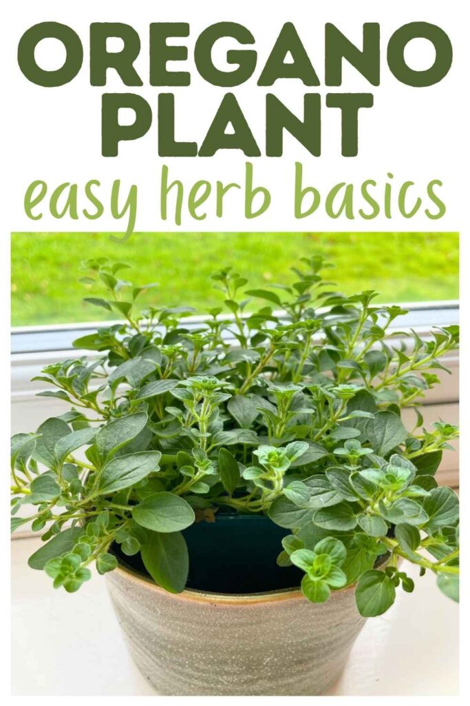 photo of an oregano plant in a pot