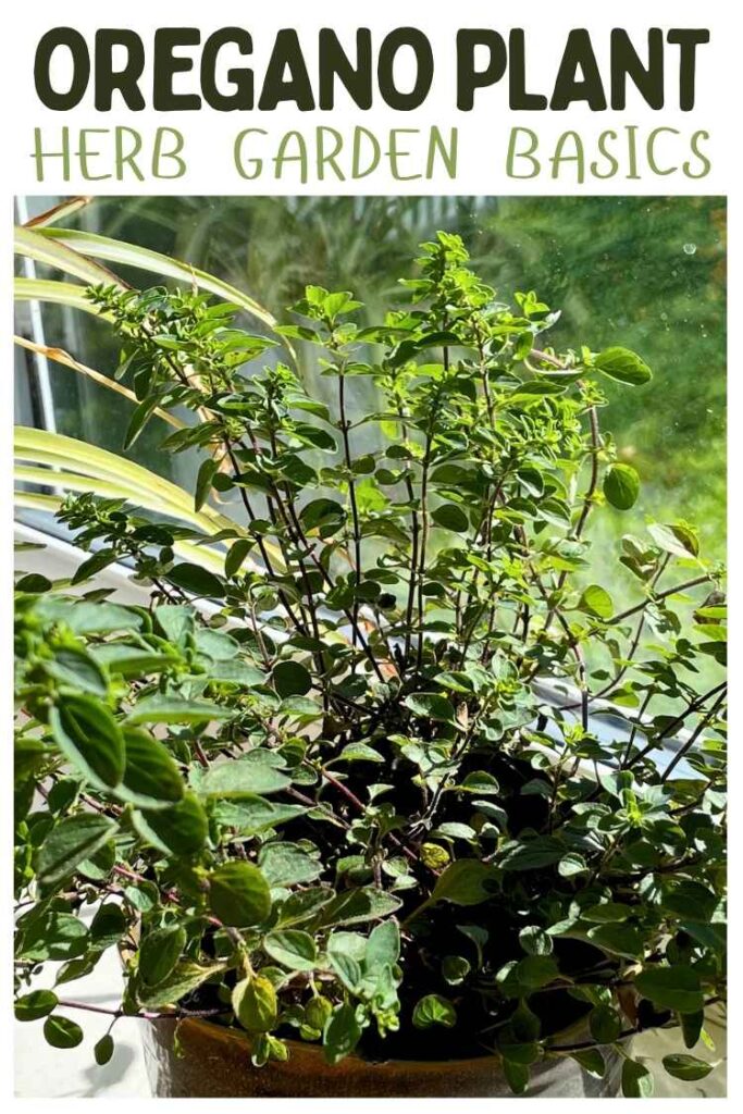 photo of an oregano plant in a pot on a windowsill