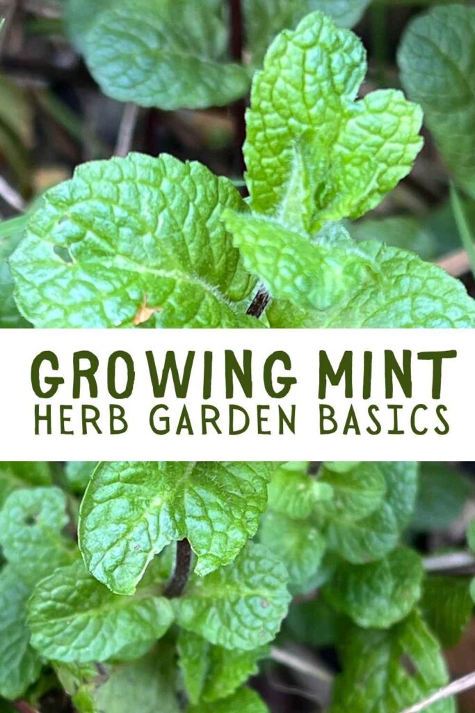 close up photo of live mint plant growing outdoors