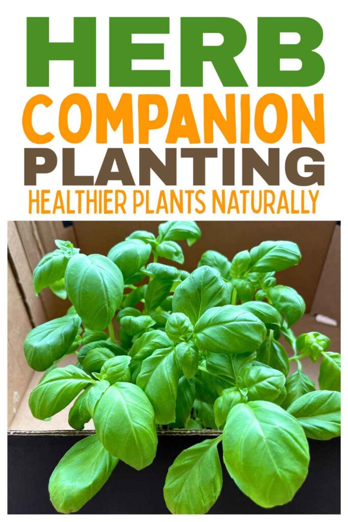 photo of a basil herb plant