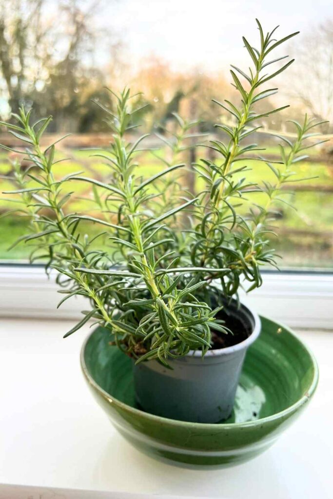 rosemary plant on conservatory windowsill