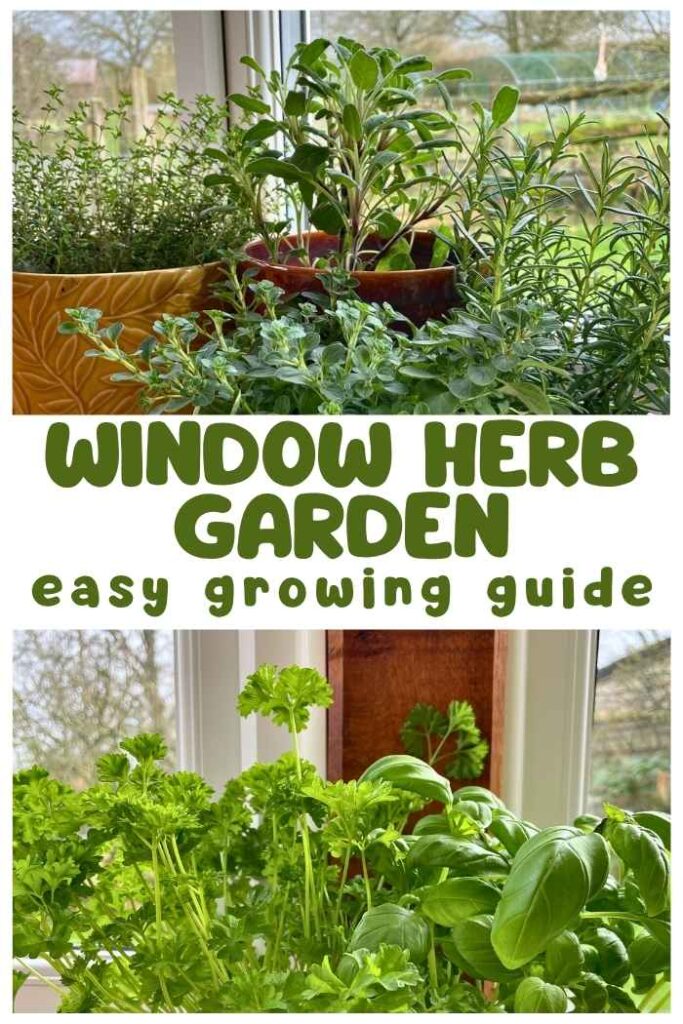 photos of herbs growing on a windowsill
