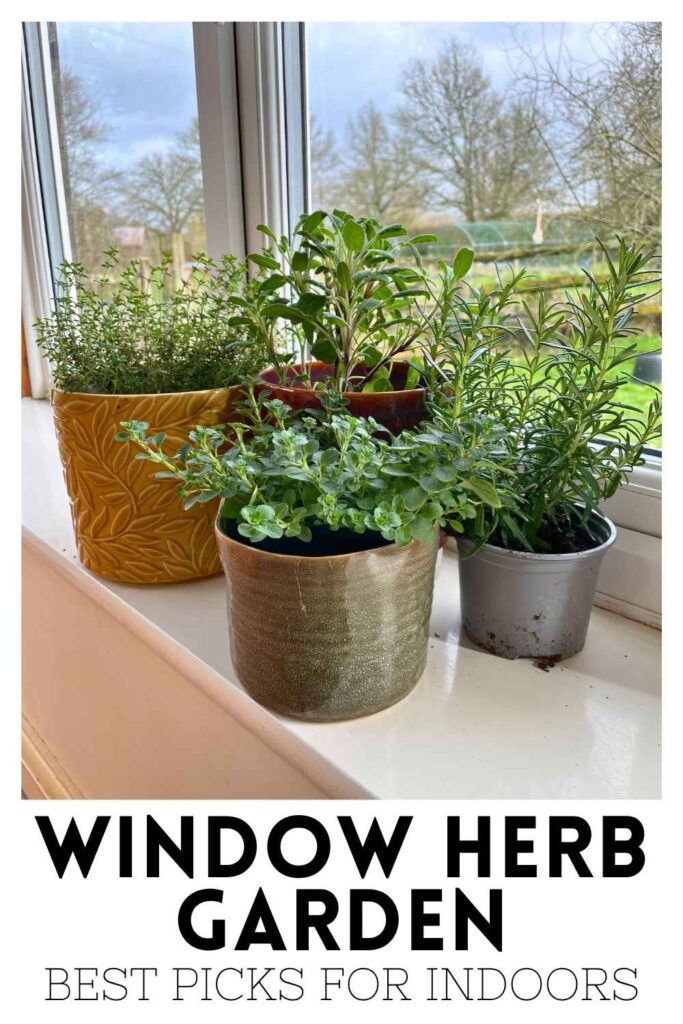 photo of pots of herbs on a window sill