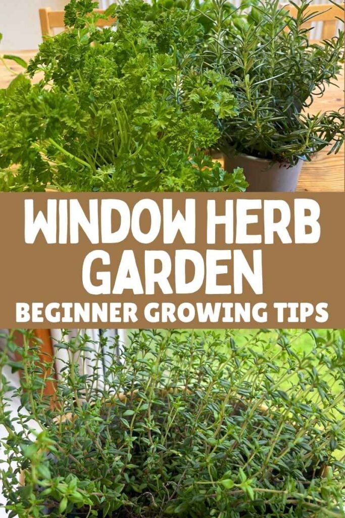 photos of herbs growing in a window