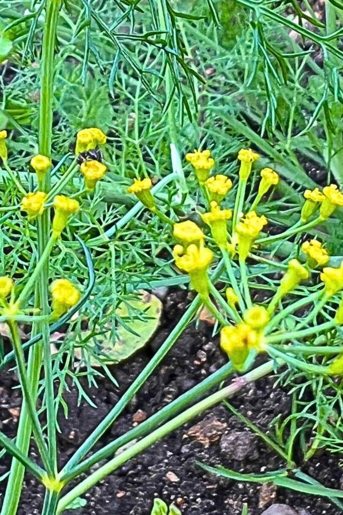 photo of dill flowers