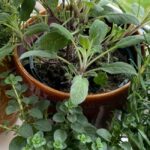 photos of herbs in pots