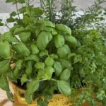 photo of herbs on table