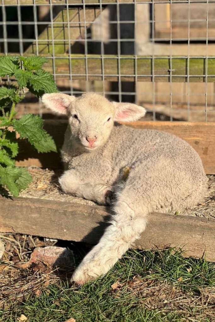 white lamb resting in the spring sunshine