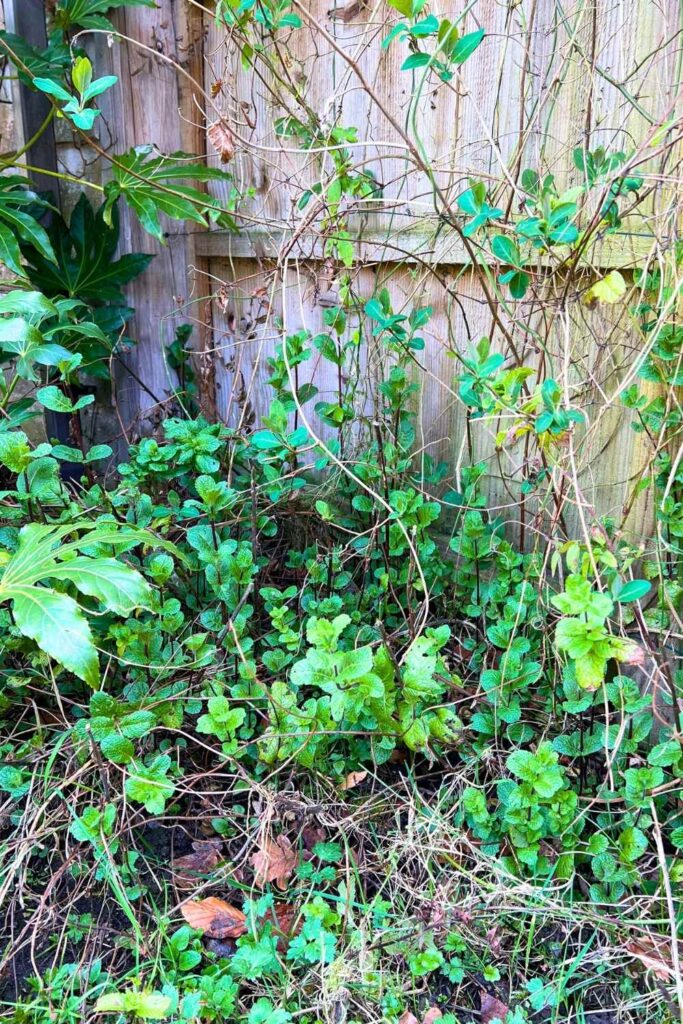 photo of mint growing up against a fence
