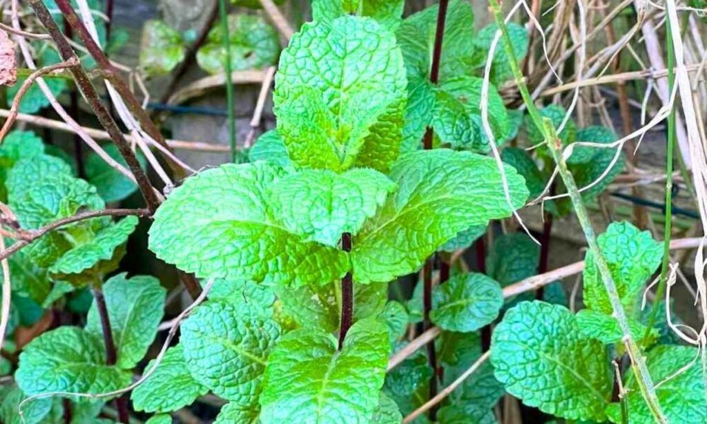 photo of mint growing outdoors