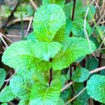 photo of mint growing outdoors
