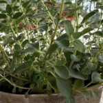 close up of a pot of oregano in front of a couch