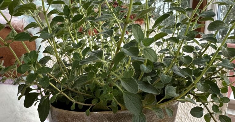 Getting Started With Oregano: A Guide To Growing Oregano At Home