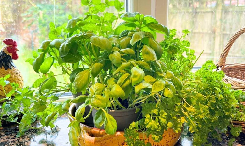 photo of herbs on a kitchen windowsill