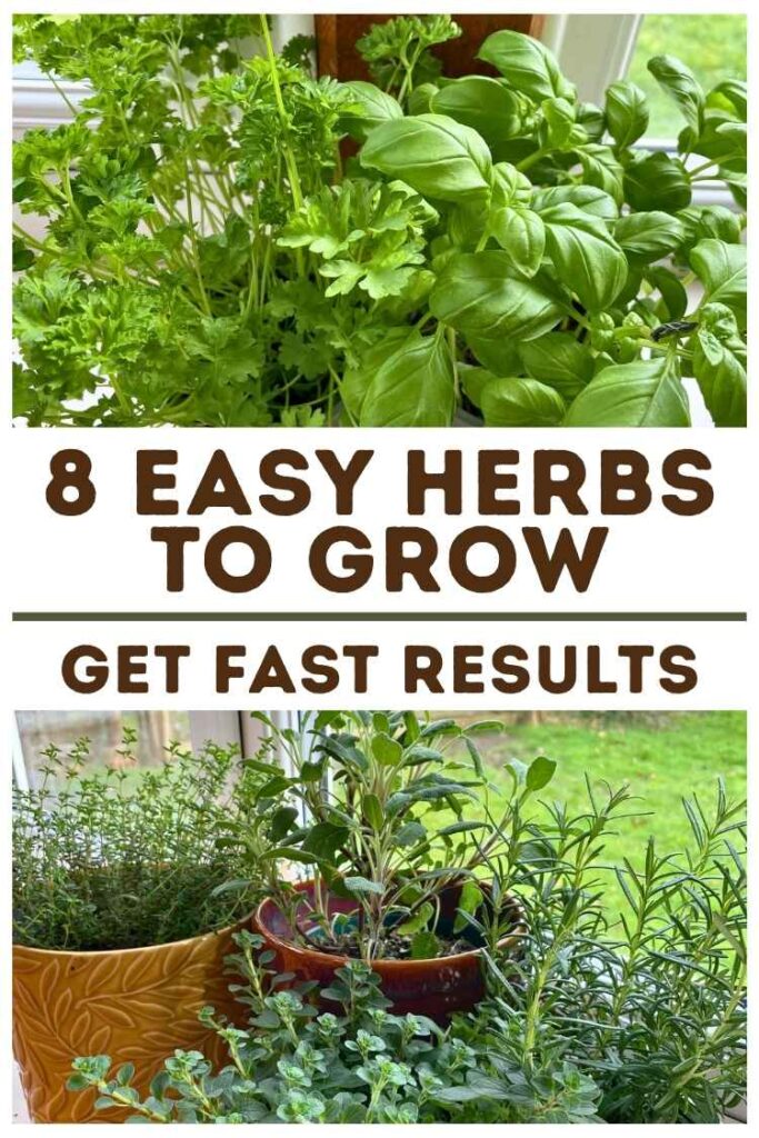photos of easy herbs to grow