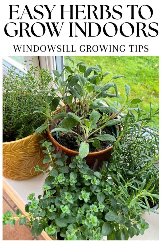 photos of herbs growing indoors