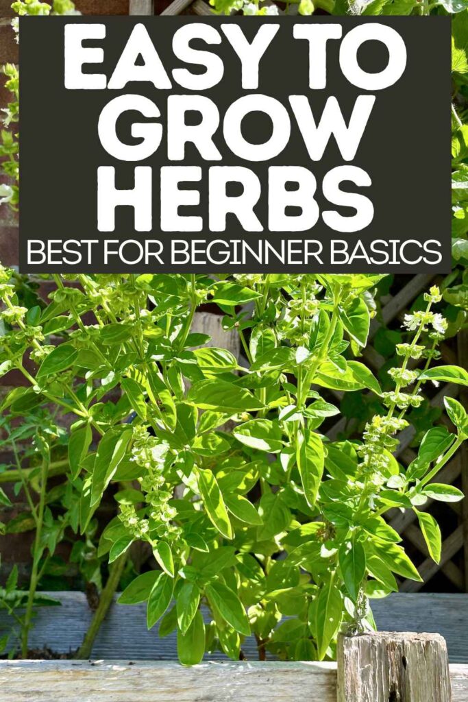 photo of easy to grow herbs