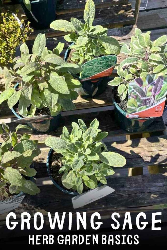 photo of sage plants in pots on a wooden bench
