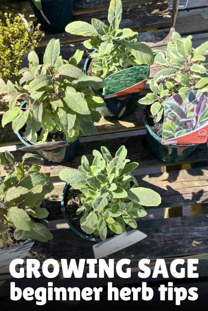 photos of young sage plants