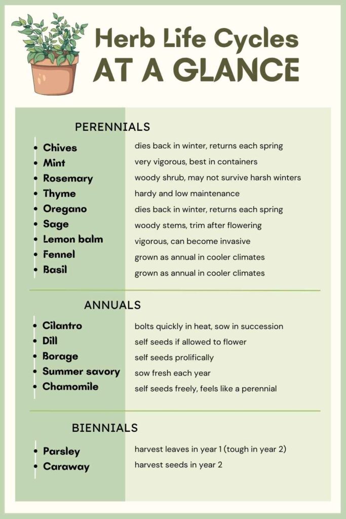 graphic showing which herbs fall into the categories of perennial, annual and biennial.