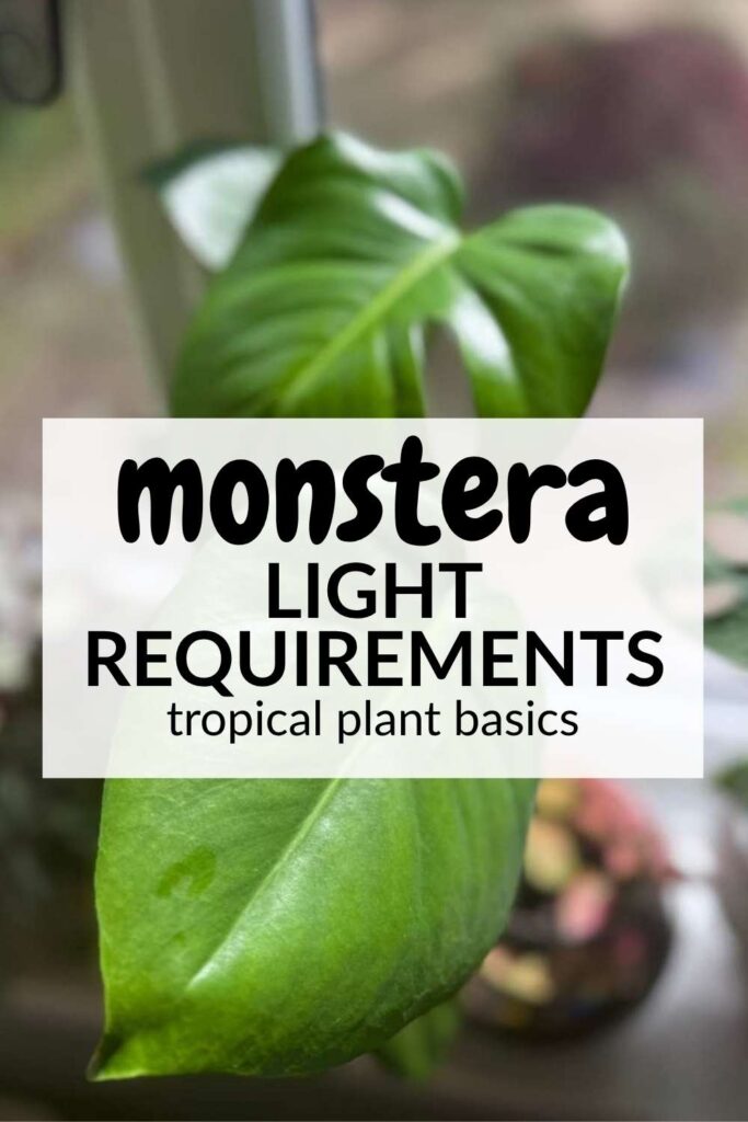 photo of monstera leaves with text overlay that reads: Monstera light requirements