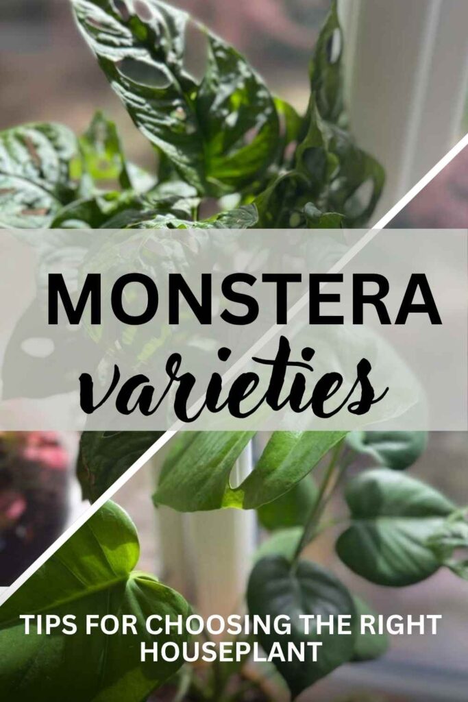 photos of different types of monstera
