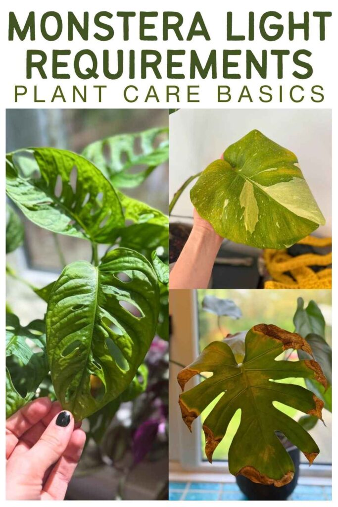 photos of different monstera plants with text overlay that reads: monstera light requirements