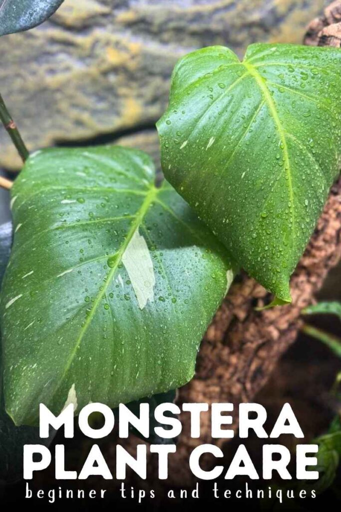 photo of monstera plant leaves