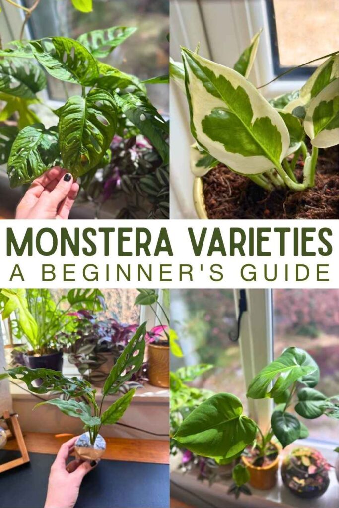 photo of monstera varieties