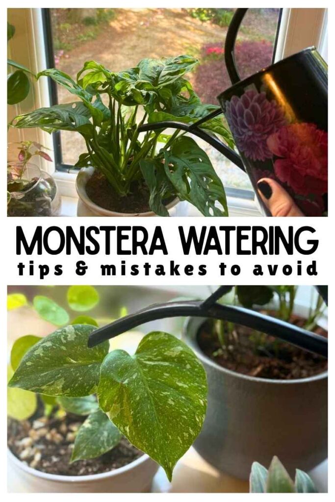 photos of monstera plants and watering cans