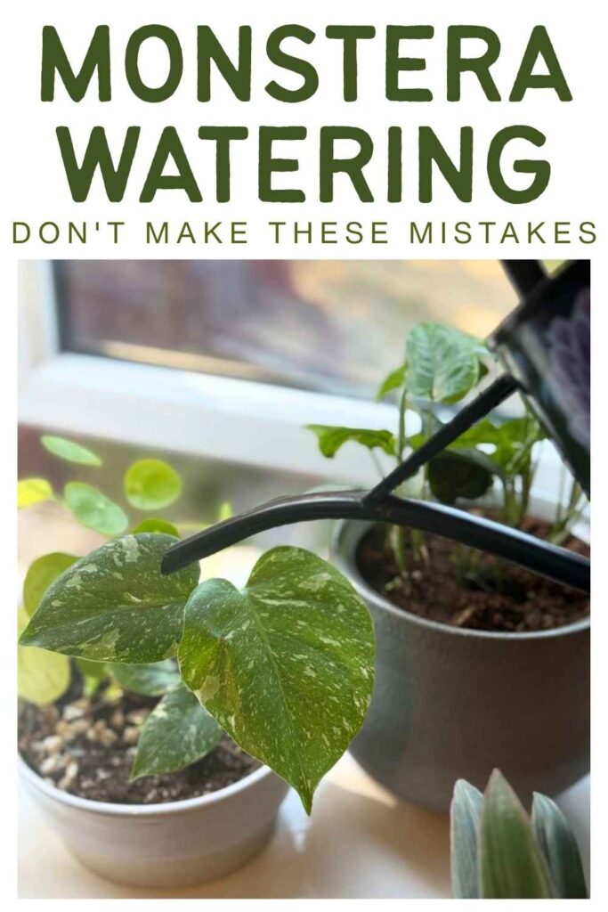 photo of a watering can and monstera plants