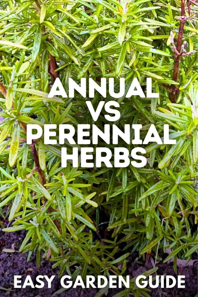 photo of a rosemary plant with text overlay that reads annual vs perennial herbs