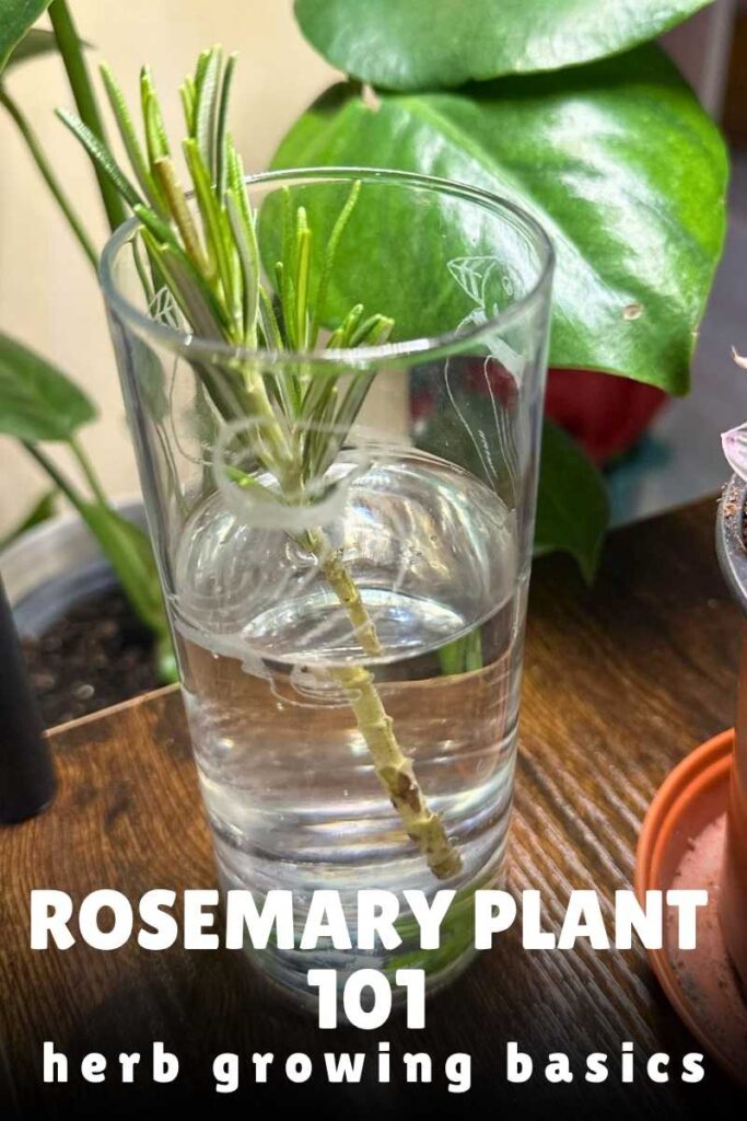 photo of a rosemary cutting in water