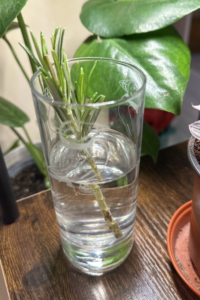 A single sprig of rosemary in a glass of water, on a brown shelf.