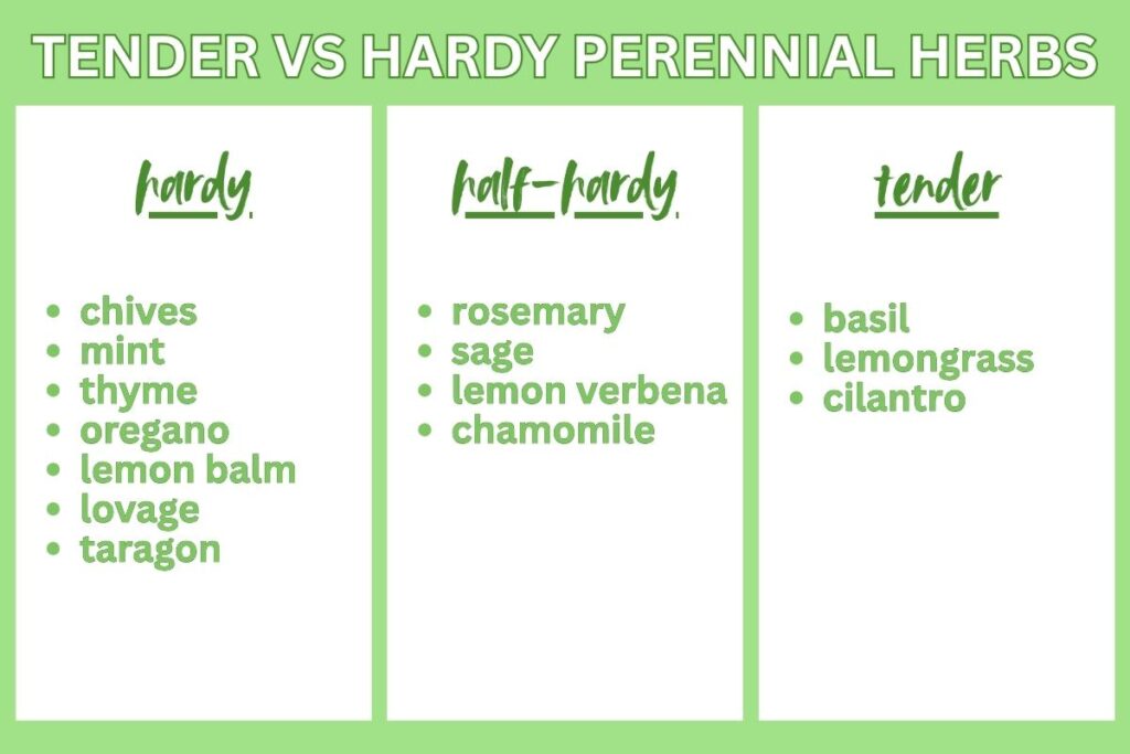 graphic showing 3 lists of herbs: hardy, half hardy, tender