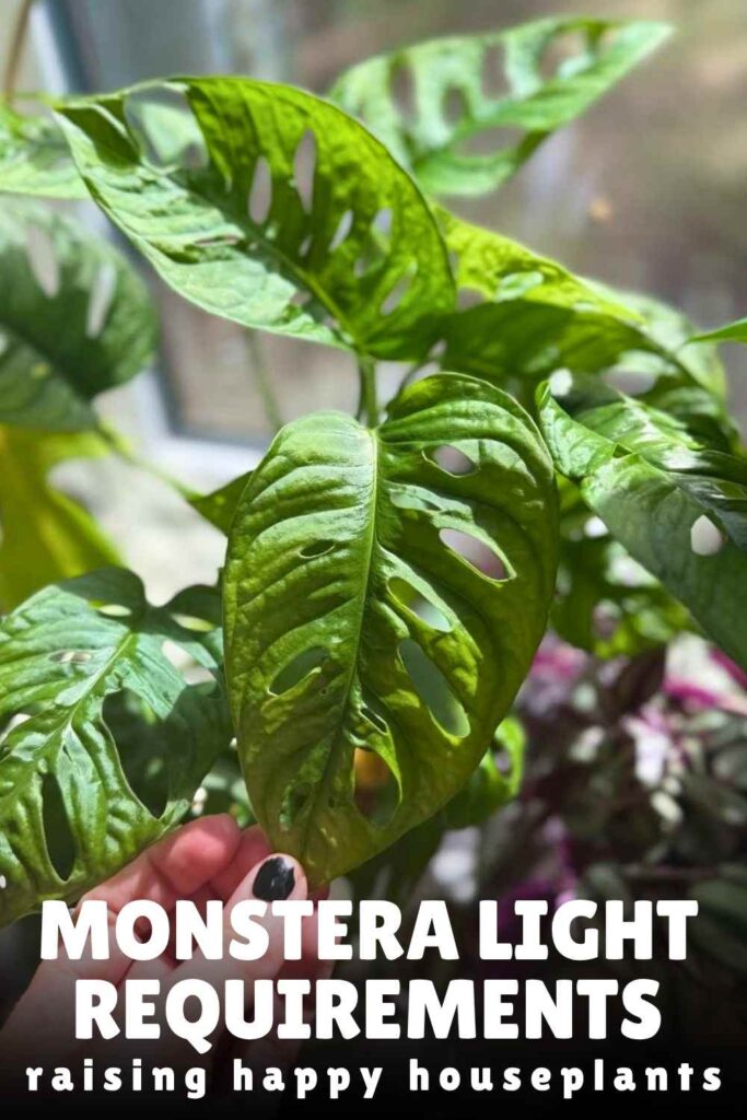 Monstera Light Requirements: Where to Place Your Plant