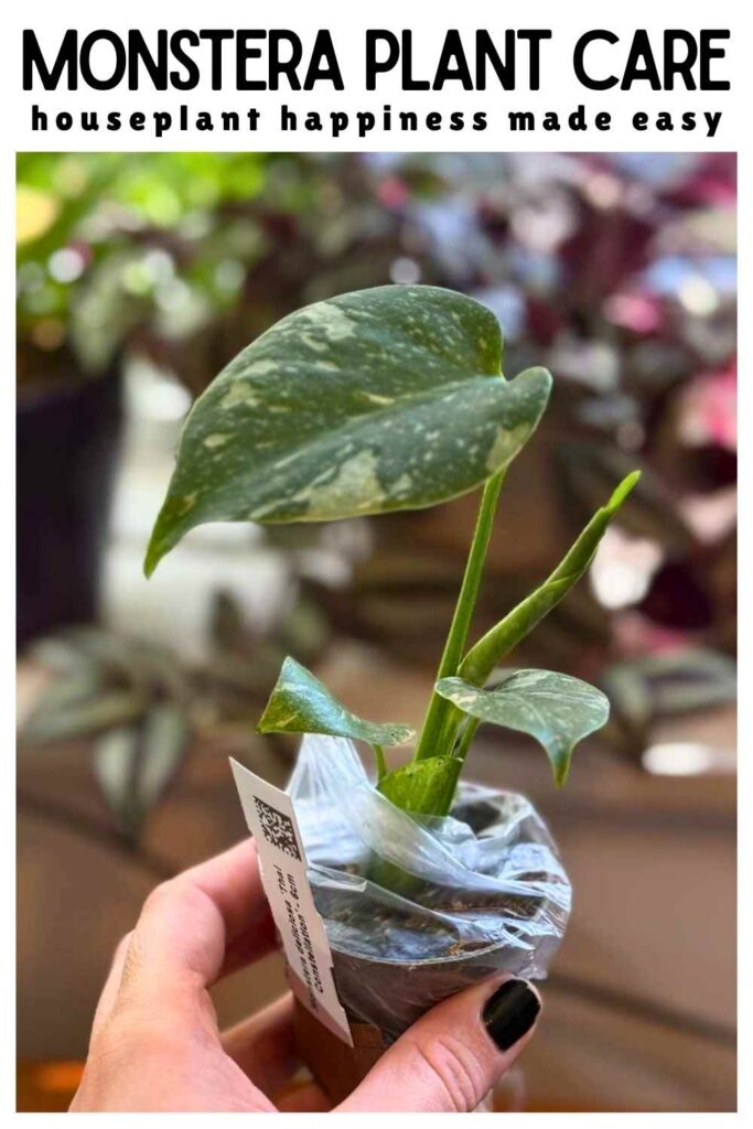 photo of a small variegated monstera in a pot