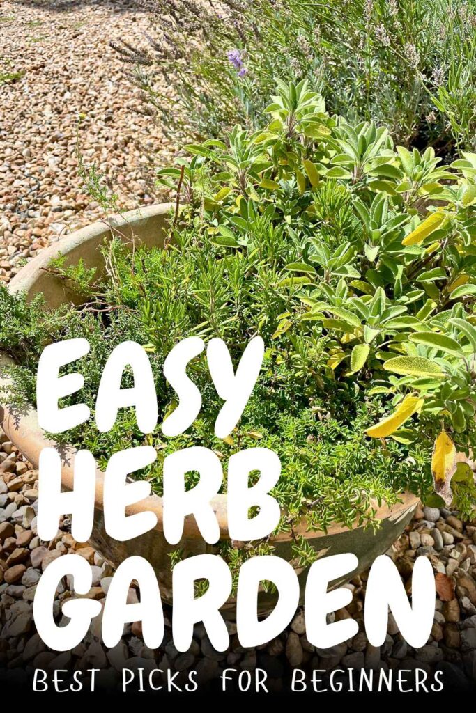 photo of herbs in a pot