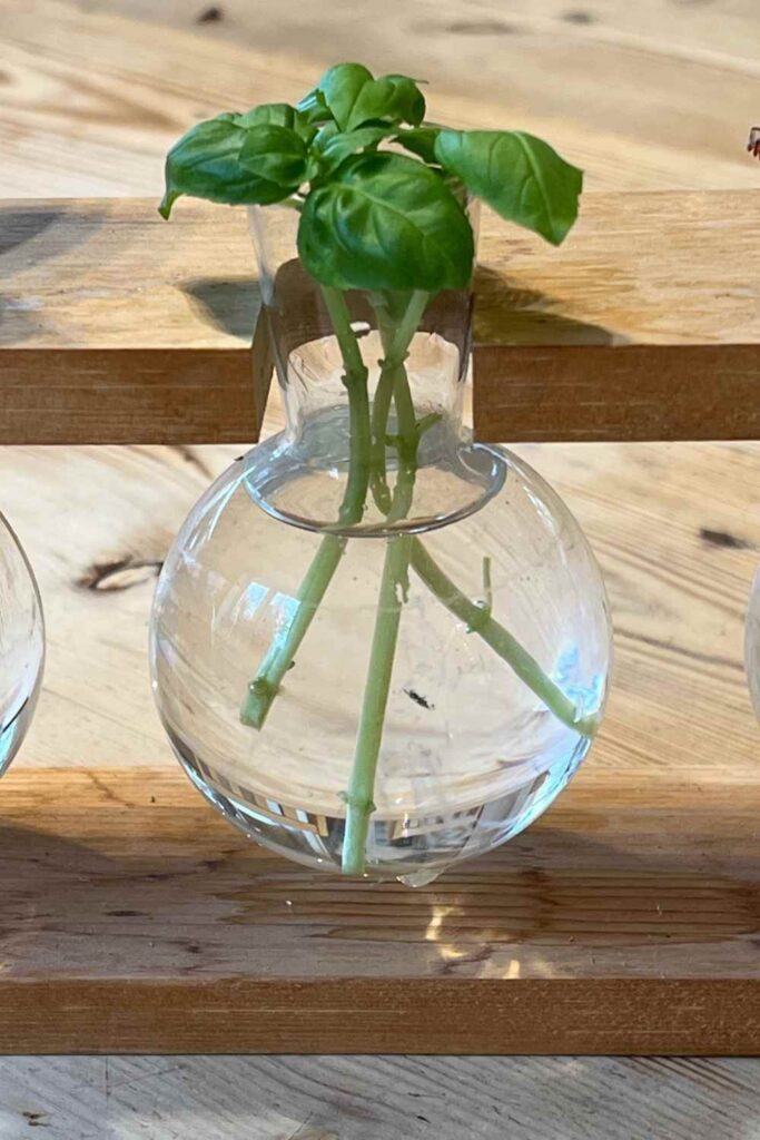 photo of three basil cuttings in a glass of water
