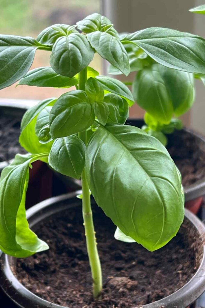 photo of a young basil plant