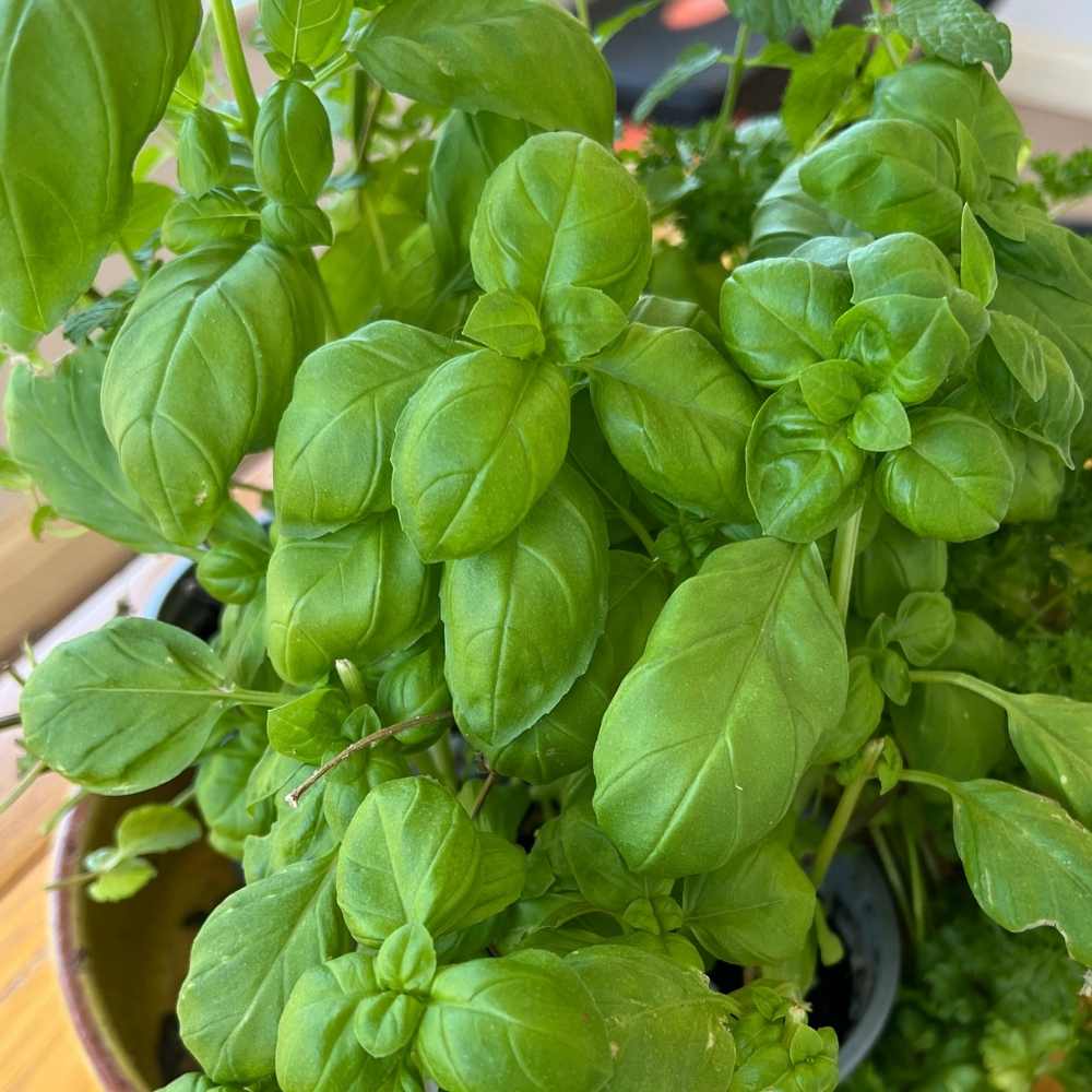 photo of basil leaves