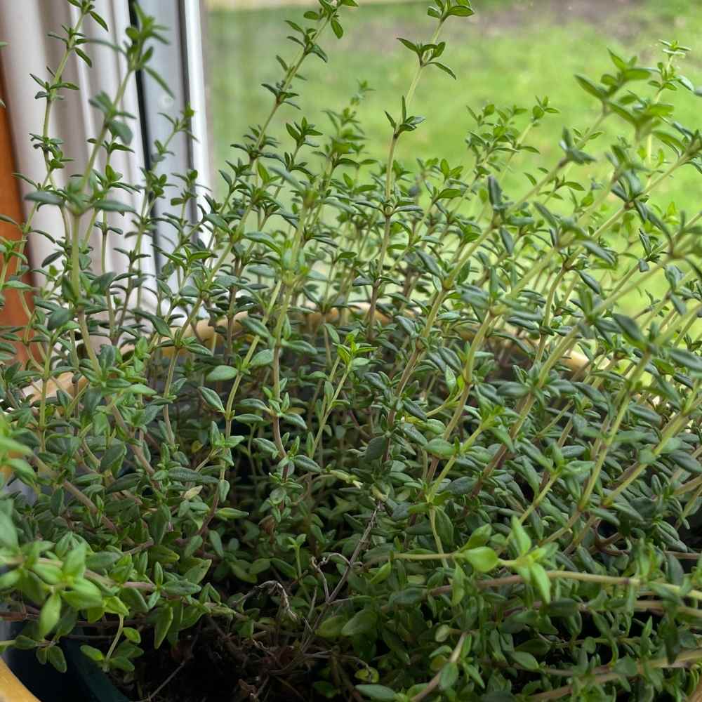 photo of thyme plant