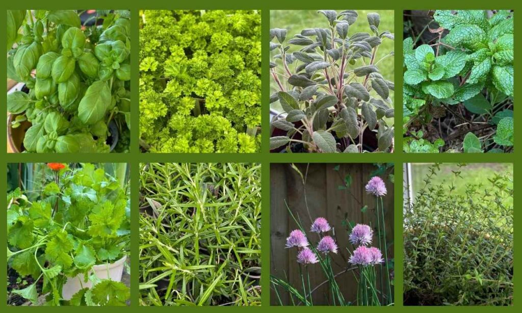 8 easy herbs to grow