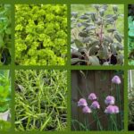 8 easy herbs to grow