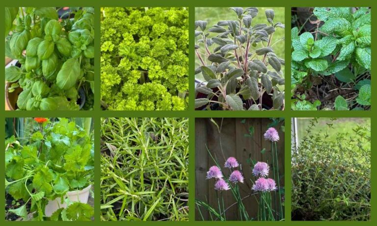 8 easy herbs to grow