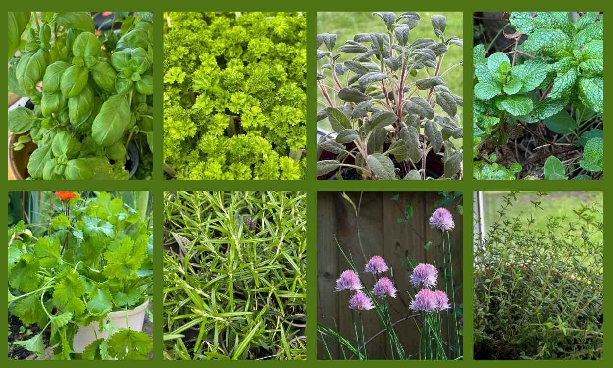The 8 Easiest Herbs to Grow for Absolute Beginners - Pumpkins & Petals