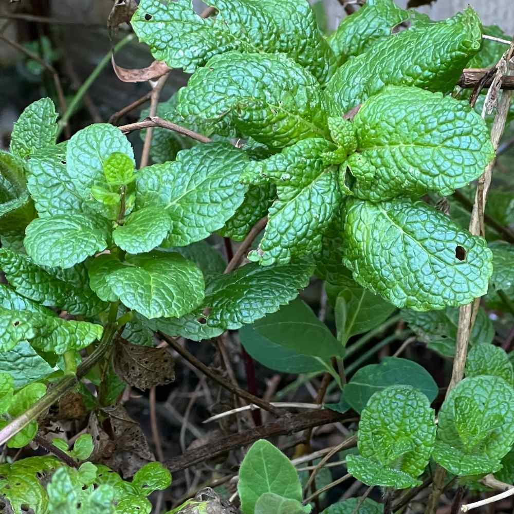 photo of mint growing in a garden