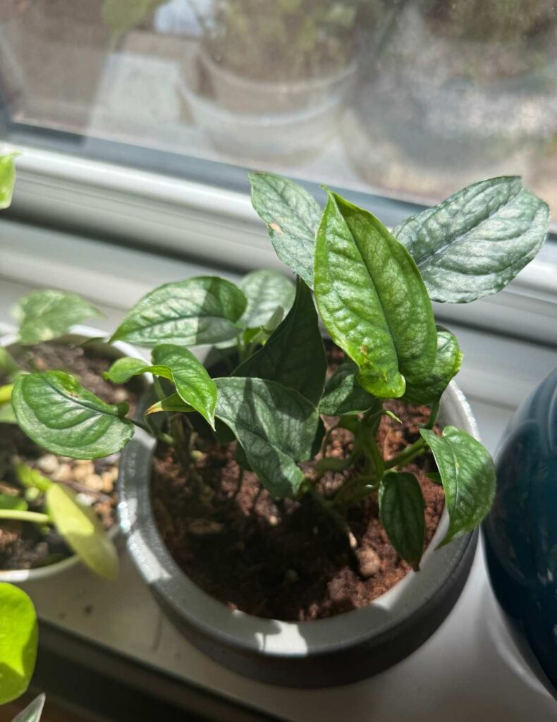 Monstera Siltepecana